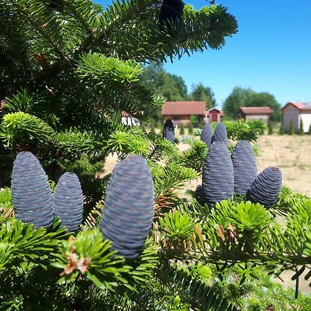 Paeevatalu Camping Hotel Vilusi Bagian luar foto